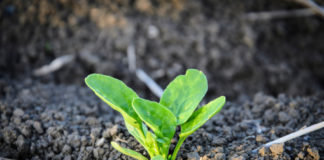 Semina nell’orto 958 0 La semina nellorto_ok